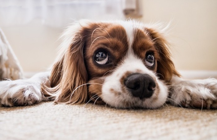 What is a bully stick holder?