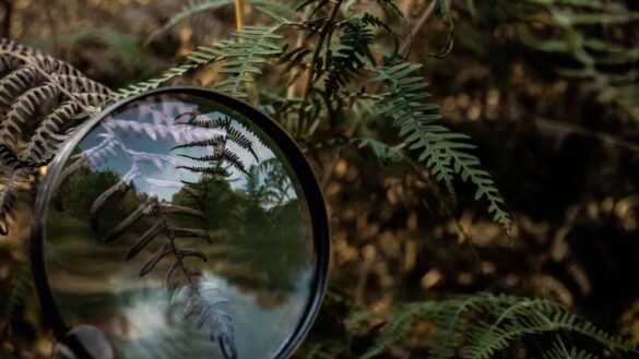 A Guide to bulging Observation Mirrors