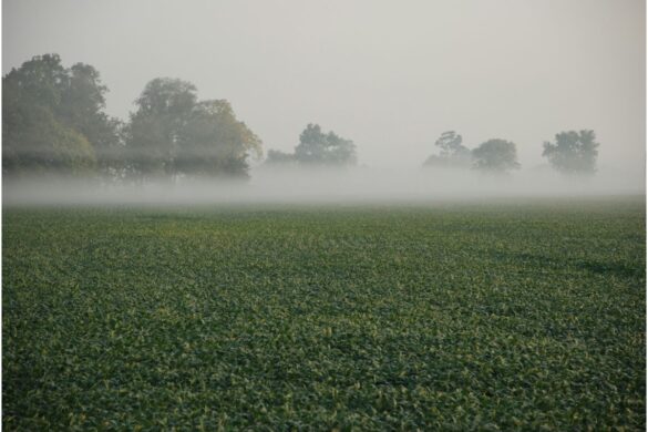 Strengthening Business Visibility in the Agricultural Sector
